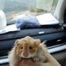 햄스터분양 베이비초롱 이미지