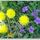 꽃민들레 이미지