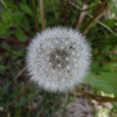 꽃민들레 이미지