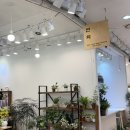 라이또 PC 둔산점 | 둔산동꽃집 대전꽃집 감각적인 식물과 꽃이 있는 연화플라워 후기