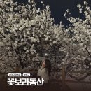 꽃보라동산 | 꽃보라동산 벚꽃 대구 북구 야경 산책