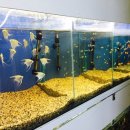 베스트피쉬 수족관 이미지