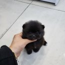 데일리독 의정부강아지분양 애견분양 이미지