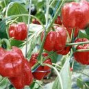 단고추 - 단고추(sweet pepper)의 특성 및 품종 분류 이미지