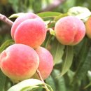 무량농장 이미지