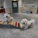 개버드스쿨