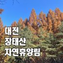 장태산휴양림 | 긴 추석 연휴에 부모님과 다녀오기 좋은 국내 대전 여행지 장태산 자연휴양림 후기
