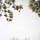 나무사이로 이미지