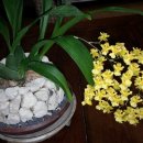 환타지아 이미지