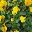 삼색제비꽃 이미지