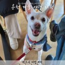 공작산 휴양림 펜션 | 애견동반 강원도 홍천 겨울 여행 계획 중 모르면 안되는 것들