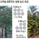 피톤치드 이미지