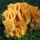 싸리마루 이미지