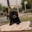 츄츄독 푸들이야기 부산 강아지분양 | 검단강아지분양 새 가족 맞이 꿈만 같았던 순간들