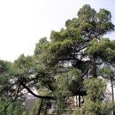 향나무로 이미지