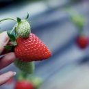 영일농장 이미지