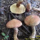 황금버섯 이미지