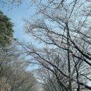 하동슈퍼 | 3월말 꽃 나들이 기록(구례, 하동, 광양, 여수)