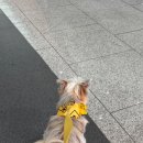 26년 광주 케이펫페어 뒤늦은 후기 남겨두기(일산 메가주 다녀온 후기포함)