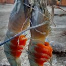 큰징거미세계시장, World trend of Great Freshwater Prawn Market Trends 이미지