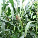 흙사랑펜션 이미지