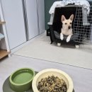 시고르하우스 | 강아지 습식사료 추천 듀먼화식 신제품 돼지고기 후기 자연화식