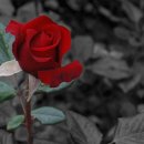 노을향기 이미지