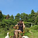 오리들2길 이미지