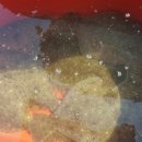 신진도pc 이미지