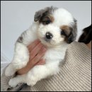 유어펫 라운지 강아지분양 이미지