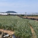 대정농장 이미지