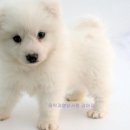 강아지왈츠 이미지