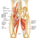 매트, 소도구 월,수반 강선희(제5강 허벅지 주변 근육) 이미지