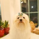 몽쉘 그루밍 Daum카페