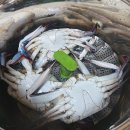 선주네 생선팜 이미지