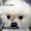 경상동물병원 | 얼굴에 다수의 탈모 및 발적, 면역매개성 피부질환 치료 후기, 잠실송파동물병원, 잠실ON동물의료센터