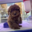 멍멍클럽 이미지