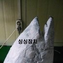 싱싱참치 이미지