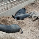 돼지농장 이미지