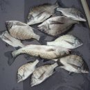 고하대로 672 ~672-1 Daum카페
