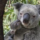 엄마사랑 이미지