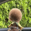 귀엽다멍 이미지