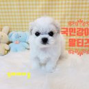김해 해피몽 김해강아지분양 고양이분양 | 김해해피몽에서 예쁘고 건강한 강아지 분양받으세요:D