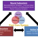 The foot core system : a new paradigm for understanding intrinsic foot muscle function 이미지