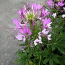 꽃소아청소년과의원 이미지