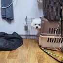 봉그루밍 이미지