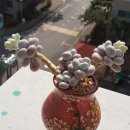 문스톤 이미지