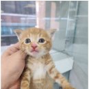네코스토리 (서울 본점) 고양이 무료 분양 이미지