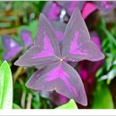 자연생태공원 부천식물원 이미지