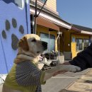 스테이반하나 | [제주 서귀포시] 스테이반하나(애견카페)